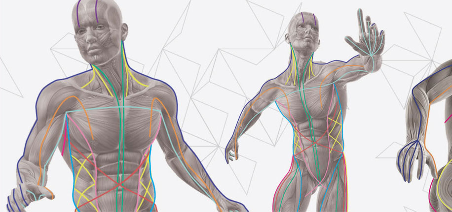 tom myers anatomy trains pdf download