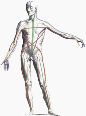 tom myers anatomy trains pdf download